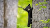Update On Bear Cub 'Snatched from Tree' for Selfie Has People in Their Feelings