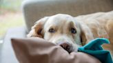 Golden Retriever Spooks Himself and Chihuahua Sibling As He Wakes Up From Wild Dream