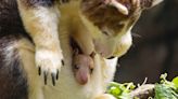 Baby tree kangaroo peeks out of mother’s pouch at Bronx Zoo