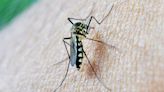 Dengue Fever Infections Can Impact Infant Health for Three Years