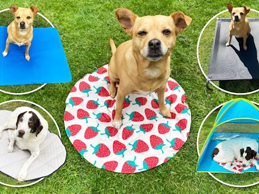 9 best dog cooling mats UK 2024, tried and tested by two hot dogs