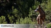 Ecologistas desmontan los “bulos” de la derecha para defender una ley que desproteja el lobo en España