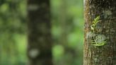 Jornada de reforestación del Casupo se desarrollará el próximo 26 de mayo