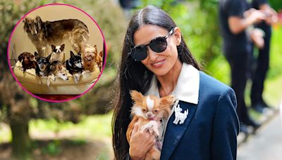 Demi Moore’s Love Life Is Going to the Dogs! Actress Is Putting Her Pets Before Dating