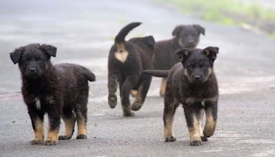 台南學甲驚傳流浪犬傷人 7旬獨居翁跌倒遭「10隻野狗圍攻」滿臉血