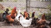 Parents with backyard poultry can transmit salmonella to infants