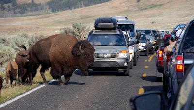 Yellowstone bison gores 83-year-old tourist while ‘defending its space,’ park says