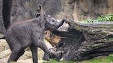 Baby elephant Corra makes Animal Kingdom debut at Disney