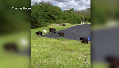 Bear Necessities: What to do if you spot a black bear