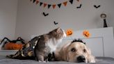 How to protect your pets from these Halloween hazards, autumn risks