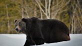 Montana seeks to end protections for Glacier-area grizzlies