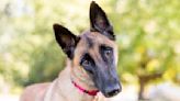 Belgian Malinois Is Confused and Excited After Seeing Mom and Brother on National TV