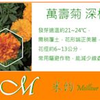 《Meilleur》大包裝萬壽菊(金峰)深桔 種子100元 38g