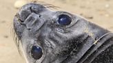 Seal outbreak shows bird flu virus is adapting to mammals