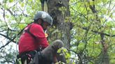 Climbing for a cause: How one Pa. man is climbing trees to raise conservation awareness
