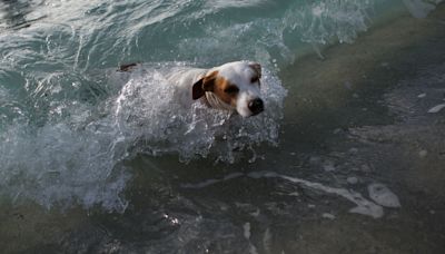 Florida is home to 2 of the country's best dog-friendly beaches: report