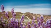 This Little-known Valley in California Has Stunning Springtime Wildflowers and a Chic, Revamped Motel