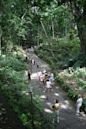 Ubud Monkey Forest