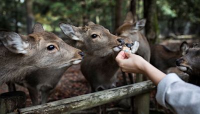 Japan may be sick of mass tourism. But the deer in this ancient UNESCO-listed city love it