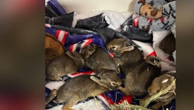 Deputy rescues baby rabbits tied in bag, thrown out of car