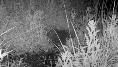 Baby beaver born in Northumberland estate for first time in more than 400 years