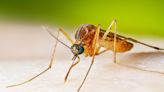 West Nile virus detected in Sussex County mosquitoes. Here's what to do