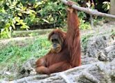 Endangerment of orangutans