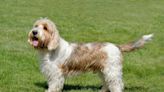 Petit Basset Griffon Vendéen