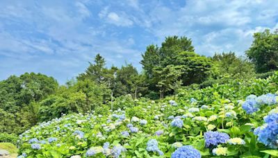 「北部最大繡球花田」5／9開園！今年走泡泡風主題 最美花期曝