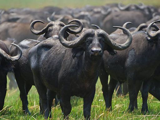 MP Shocker: After Fishes, Six Buffaloes Die In Morena Due To Consumption Of Polluted Water From Factory