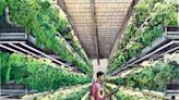 Passaic wants to fill former industrial sites with produce farms — the vertical kind