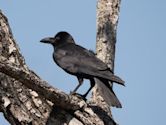 Indian jungle crow