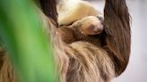 Palm Beach Zoo's baby sloth needs a name, looks to public for help