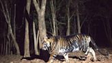 Odisha to set up world’s first black tiger safari by end of this year: PCCF