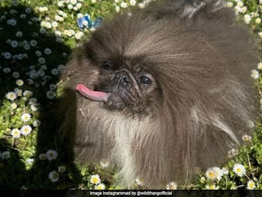 Wild Thang, An 8-Year-Old Pekingese, Is The Winner Of This Year's World's Ugliest Dog Contest