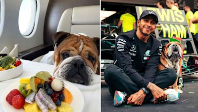 Lewis Hamilton: A vegan diet boosts Bulldog's health