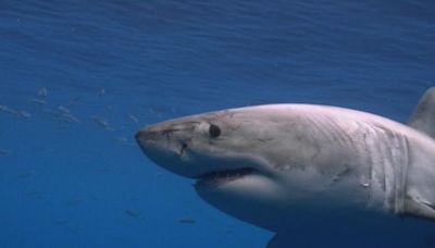 Fin-tastic: National Geographic dives into Sharkfest this July