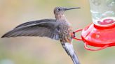 Scientists solve giant hummingbird mystery with the help of tiny backpacks