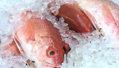 Gulf of Mexico waters near Fort Myers Beach deemed prime location for red snapper