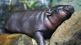 Rare Pygmy Hippo Calf Born at Athens, Greece Zoo