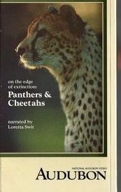 On the Edge of Extinction: Panthers and Cheetahs