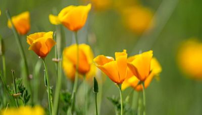 Problems with poppies or blueberry-loving birds? Gardening expert has tips