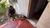 VÍDEO | Cachorros da PM do ES fazem prova para testar eficiência do faro