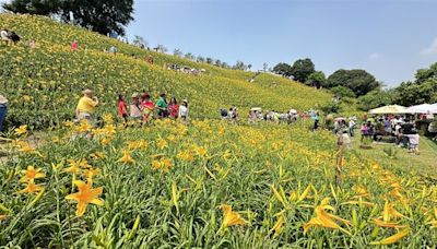 美極了！彰化花壇虎山巖金針花海 擠爆賞花人潮