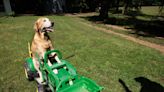 This Mississippi dog is a TikTok star and he can drive a lawnmower, fish and play golf