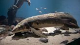 World's oldest aquarium fish 'Methuselah' could be decades older than we originally thought, DNA clock reveals