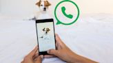 Qué significa tener una foto de perfil de tu mascota en Whatsapp, según la psicología