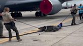 Video shows Florida authorities wrangling huge alligator at Air Force base