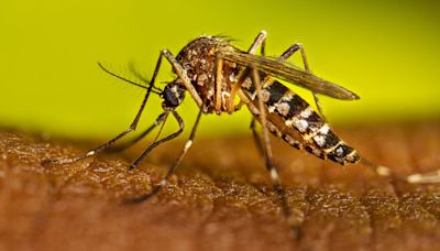 Austin and Travis County see dengue fever cases. What you need to know about the symptoms.