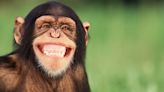 Planet of the Apes fears as scientists analyse chimpanzee speaking English